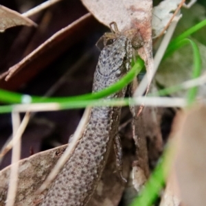 Saproscincus mustelinus at Moruya, NSW - suppressed