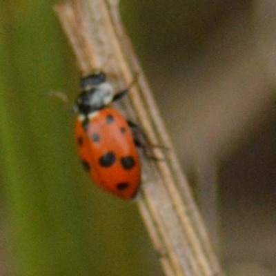 Hippodamia variegata (Spotted Amber Ladybird) at Jerrabomberra, NSW - 25 Mar 2022 by TmacPictures