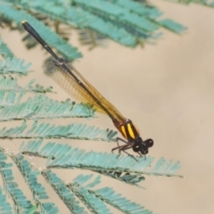 Nososticta solida (Orange Threadtail) at Pine Island to Point Hut - 20 Mar 2022 by Harrisi