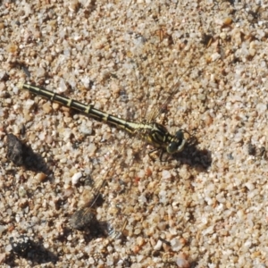 Austrogomphus guerini at Greenway, ACT - 20 Mar 2022