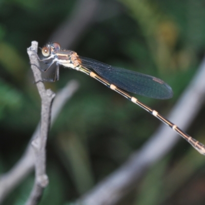 Austrolestes leda (Wandering Ringtail) at Stromlo, ACT - 18 Mar 2022 by Harrisi