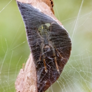 Deliochus pulcher at Googong, NSW - 26 Mar 2022 03:19 PM