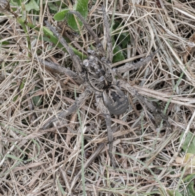 Tasmanicosa sp. (genus) (Unidentified Tasmanicosa wolf spider) at Googong, NSW - 26 Mar 2022 by WHall