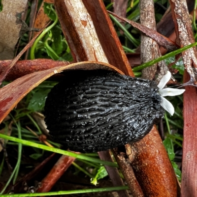 Arion ater (European Black Slug) at Mittagong, NSW - 26 Mar 2022 by SalC
