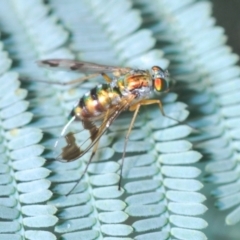 Austrosciapus sp. (genus) (Long-legged fly) at Greenway, ACT - 20 Mar 2022 by Harrisi