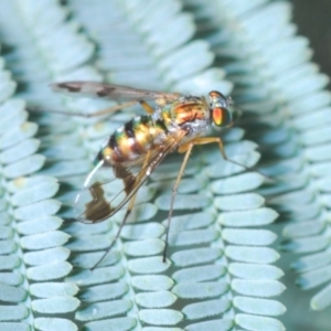 Austrosciapus sp. (genus) at Greenway, ACT - 20 Mar 2022