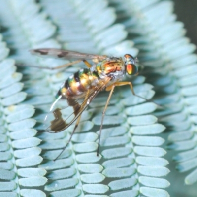 Austrosciapus sp. (genus) (Long-legged fly) at Pine Island to Point Hut - 20 Mar 2022 by Harrisi