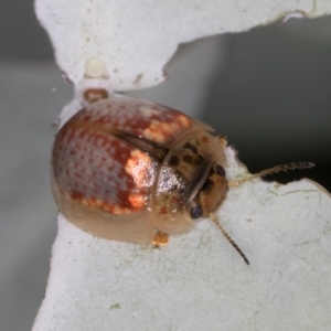 Paropsisterna m-fuscum at Melba, ACT - 23 Jan 2022 02:26 PM