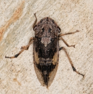 Stenocotis depressa at Melba, ACT - 23 Jan 2022