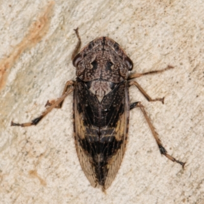 Stenocotis depressa (Leafhopper) at Melba, ACT - 23 Jan 2022 by kasiaaus