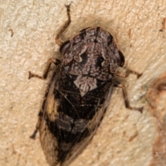 Stenocotis depressa at Melba, ACT - 23 Jan 2022