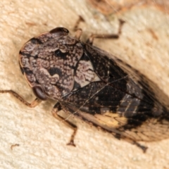 Stenocotis depressa at Melba, ACT - 23 Jan 2022