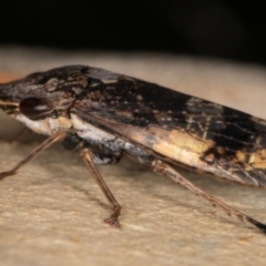 Stenocotis depressa at Melba, ACT - 23 Jan 2022