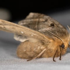 Anthela ocellata (Eyespot Anthelid moth) at Melba, ACT - 23 Jan 2022 by kasiaaus