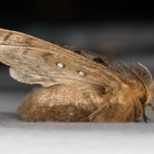 Anthela ocellata at Melba, ACT - 23 Jan 2022