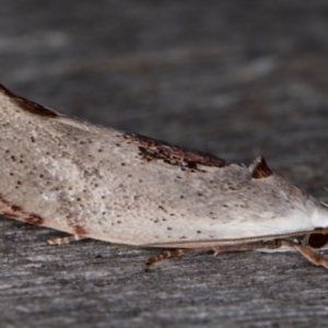 Tymbophora peltastis at Melba, ACT - 23 Jan 2022