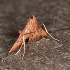 Endotricha pyrosalis (A Pyralid moth) at Melba, ACT - 23 Jan 2022 by kasiaaus