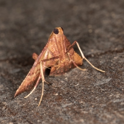Endotricha pyrosalis (A Pyralid moth (Endotrichinae) at Melba, ACT - 23 Jan 2022 by kasiaaus