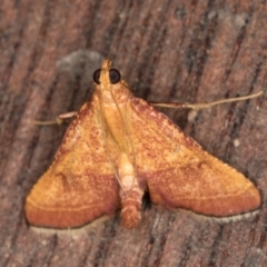 Endotricha pyrosalis at Melba, ACT - 23 Jan 2022 09:25 PM