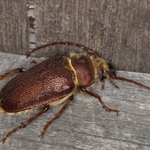 Sceleocantha glabricollis at Melba, ACT - 23 Jan 2022 09:30 PM