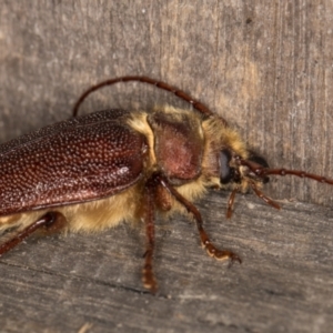 Sceleocantha glabricollis at Melba, ACT - 23 Jan 2022 09:30 PM