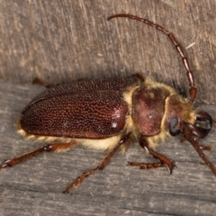 Sceleocantha glabricollis at Melba, ACT - 23 Jan 2022 09:30 PM