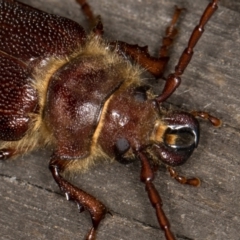 Sceleocantha glabricollis at Melba, ACT - 23 Jan 2022