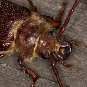 Sceleocantha glabricollis at Melba, ACT - 23 Jan 2022