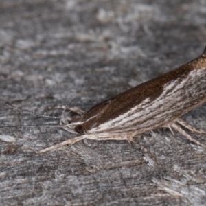 Phthonerodes peridela at Melba, ACT - 24 Jan 2022 01:14 AM