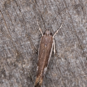 Phthonerodes peridela at Melba, ACT - 24 Jan 2022