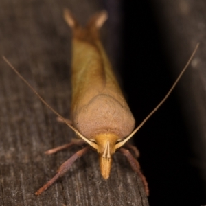 Wingia aurata at Melba, ACT - 24 Jan 2022