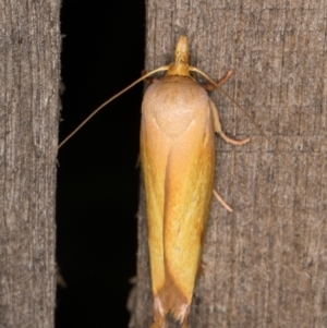 Wingia aurata at Melba, ACT - 24 Jan 2022