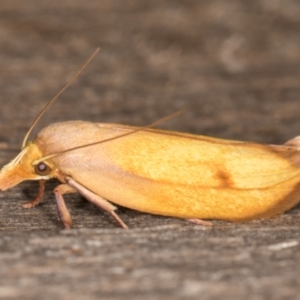 Wingia aurata at Melba, ACT - 24 Jan 2022