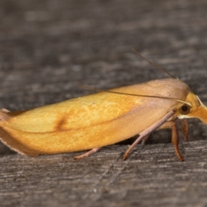 Wingia aurata at Melba, ACT - 24 Jan 2022