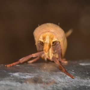 Wingia aurata at Melba, ACT - 24 Jan 2022