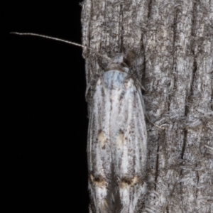 Leptogeneia bicristata at Melba, ACT - 24 Jan 2022 10:16 PM