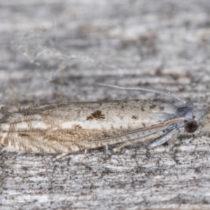 Olethreutinae (subfamily) at Melba, ACT - 24 Jan 2022 10:17 PM