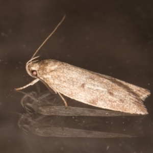 Garrha (genus) at Melba, ACT - 24 Jan 2022 10:29 PM