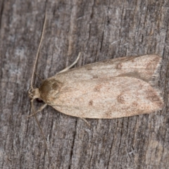 Garrha (genus) at Melba, ACT - 24 Jan 2022 10:29 PM