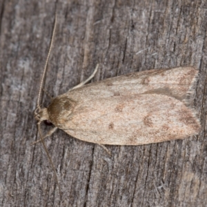 Garrha (genus) at Melba, ACT - 24 Jan 2022 10:29 PM