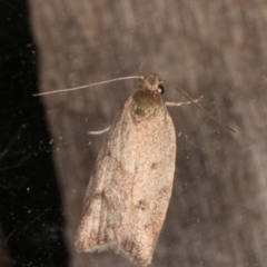 Garrha (genus) at Melba, ACT - 24 Jan 2022 10:29 PM