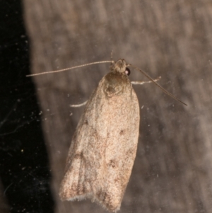 Garrha (genus) at Melba, ACT - 24 Jan 2022 10:29 PM