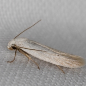 Philobota (genus) at Melba, ACT - 24 Jan 2022