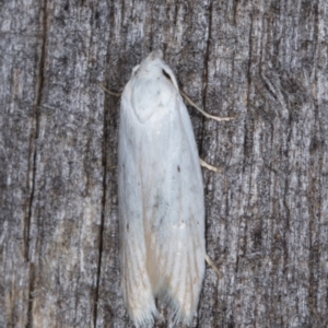 Philobota (genus) at Melba, ACT - 24 Jan 2022