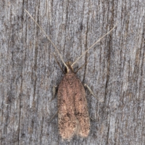 Lecithocera (genus) at Melba, ACT - 24 Jan 2022 10:22 PM