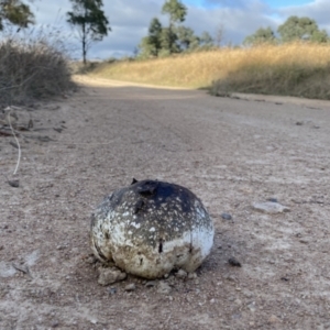 Pisolithus marmoratus at Googong, NSW - 26 Mar 2022 08:55 AM