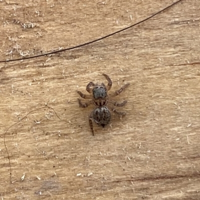 Unidentified Spider (Araneae) at Googong, NSW - 25 Mar 2022 by Wandiyali