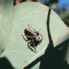 Opisthoncus sp. (genus) at Googong, NSW - 19 Mar 2022 by Wandiyali