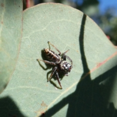 Unidentified Jumping or peacock spider (Salticidae) at Googong, NSW - 19 Mar 2022 by Wandiyali