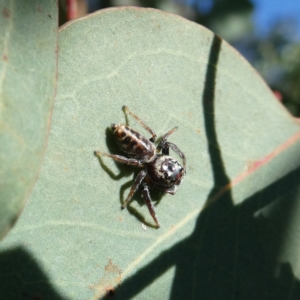 Opisthoncus sp. (genus) at Googong, NSW - 19 Mar 2022 05:12 PM